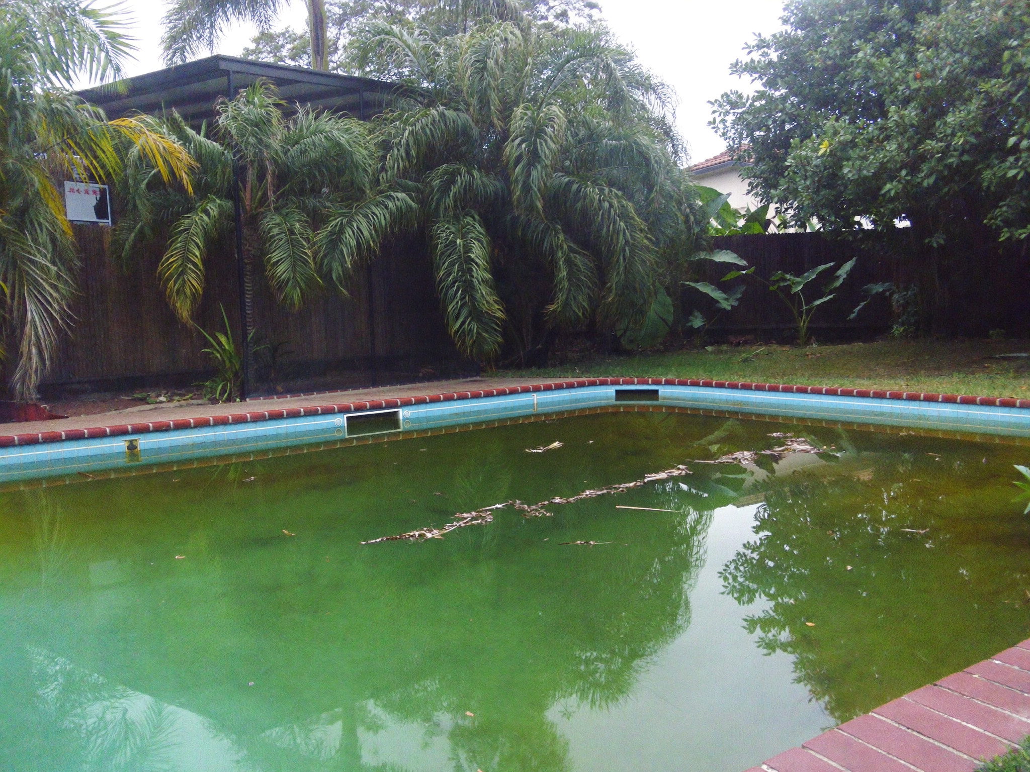 BEFORE — green, algae-filled pool